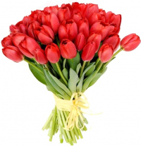 Красные тюльпаны